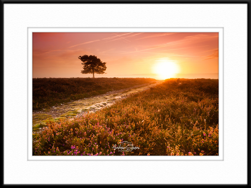 A misty sunrise at Rockford Common